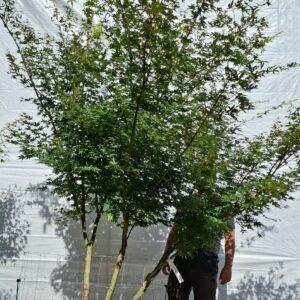 Japansk ahorn - nr. 25-3 b