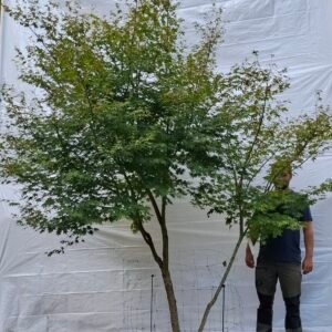 Japansk ahorn - nr. 25-5 d