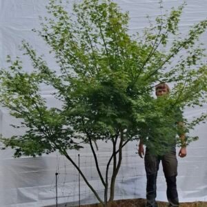 Japansk ahorn - nr. 25-6 d