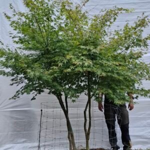 Japansk ahorn - nr. 25-7 h