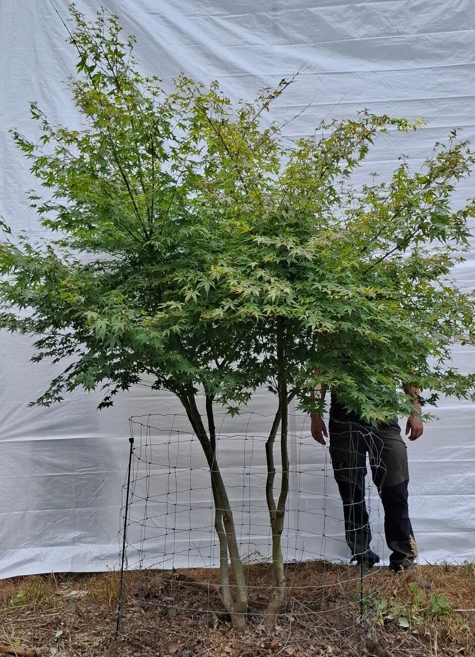 Japansk ahorn - nr. 25-7 h