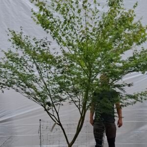 Japansk ahorn - nr. 25-14 i