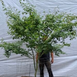 Japansk ahorn - nr. 25-15 i