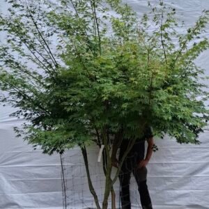 Japansk ahorn - nr. 25-13 j