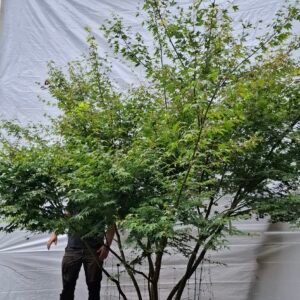 Japansk ahorn - nr. 25-10