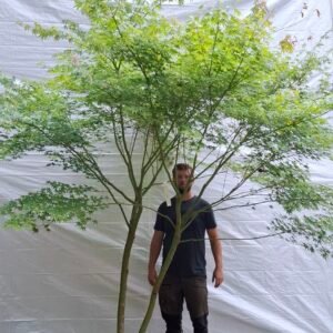 Japansk ahorn - nr. 25-18