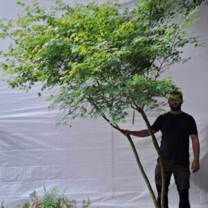 Japansk ahorn - nr. 25-19