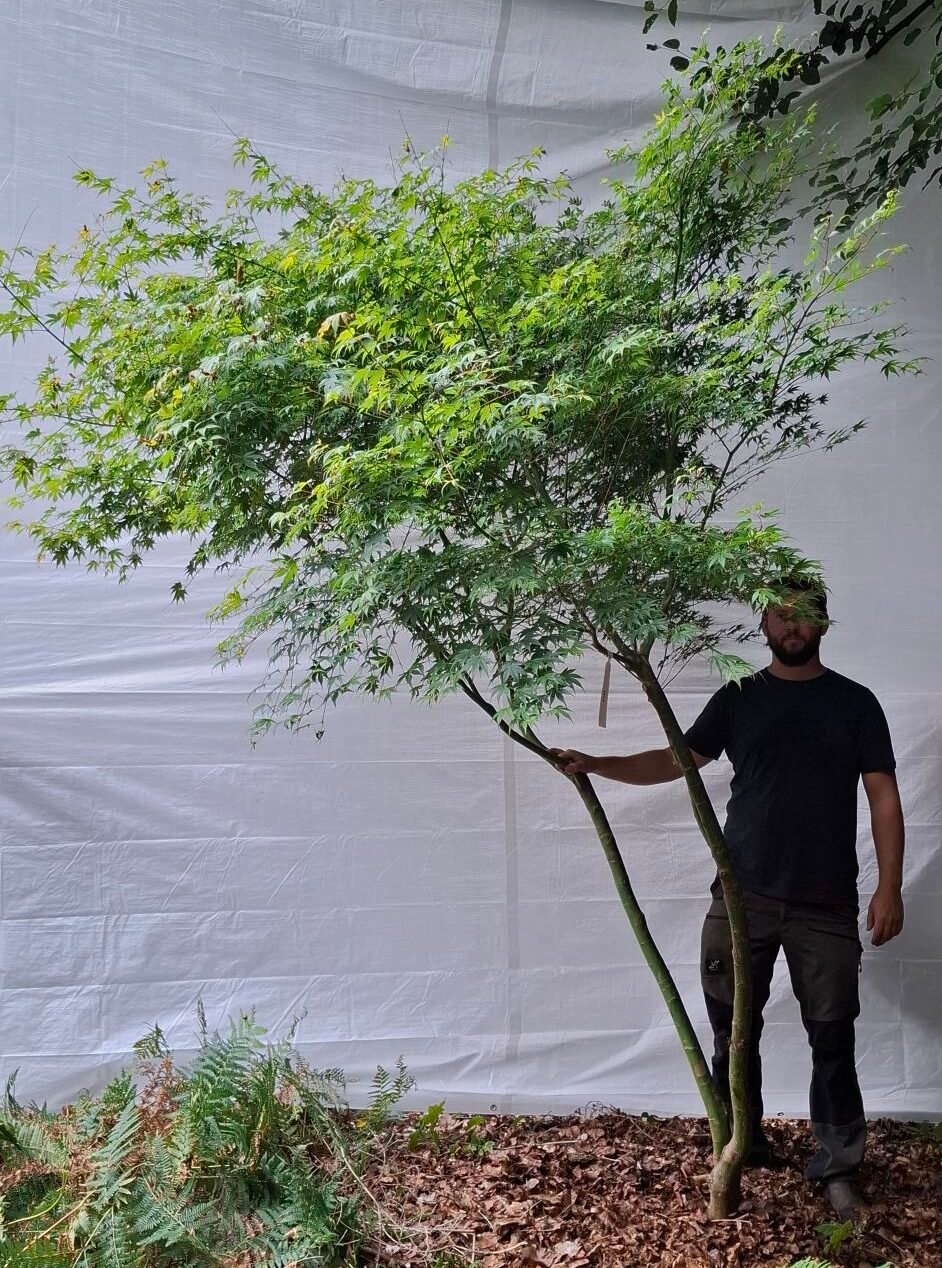 Japansk ahorn - nr. 25-19