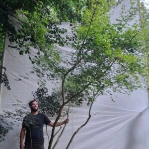 Japansk ahorn - nr. 25-20