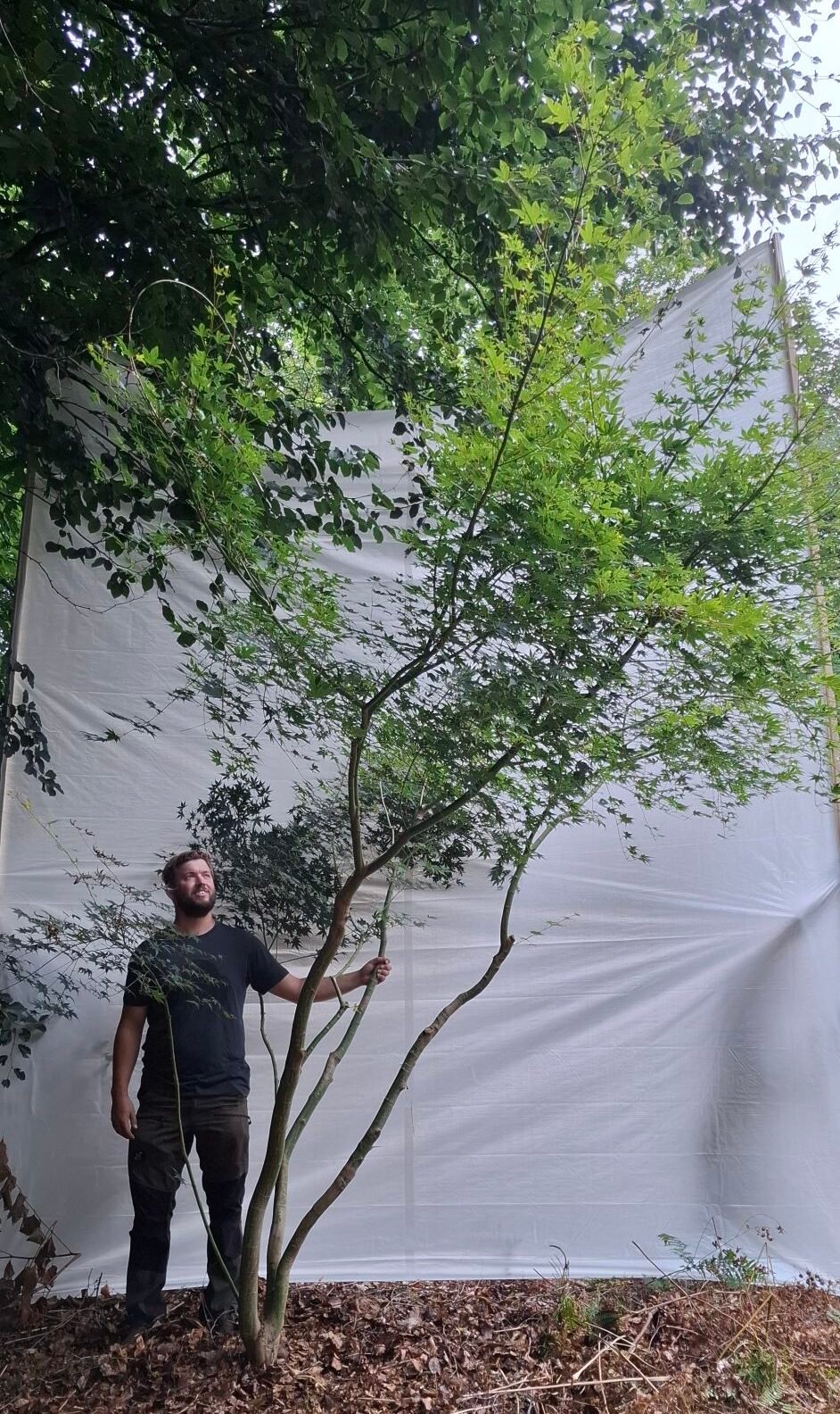 Japansk ahorn - nr. 25-20