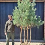 Flerstammet skovfyr i naturlig form