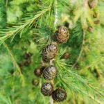 Lærketræer fra kategorien Nåletræer – hos Stenhøjgårds Træer