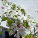 Paradisæble ‘Evereste’ med hvide blomster og små frugter