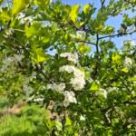 Hvidtjørn i blomst med hvide klaser