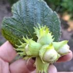 Hassel med grønne blade og umodne nødder