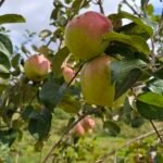 Æbletræ Filippa med grønne og røde æbler