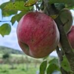 Nærbillede af rødt Aroma æble fra Æbletræ ’Rød Aroma’ (A2)