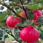 Æbletræ Discovery med modne røde æbler