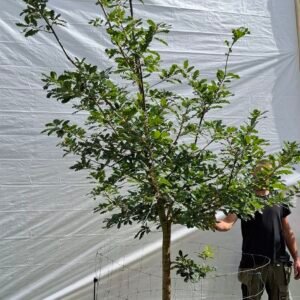 Vintereg – nr. 25-23 c