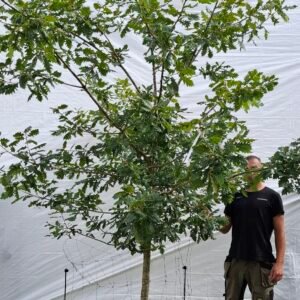 Vintereg – nr. 25-27 c