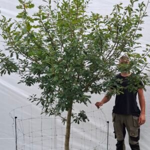 Vintereg – nr. 25-31 e