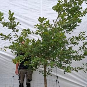 Vintereg – nr. 25-33 e