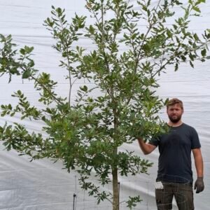 Vintereg – nr. 25-36 e