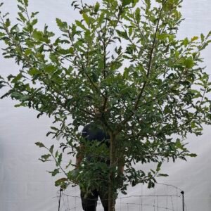 Vintereg – nr. 25-37 f