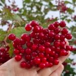 Kvalkved med hvide blomster og røde bær