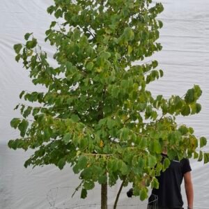 Tyrkisk hassel – nr. 25-48 g