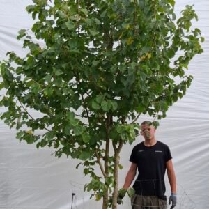 Tyrkisk hassel – nr. 25-49 g