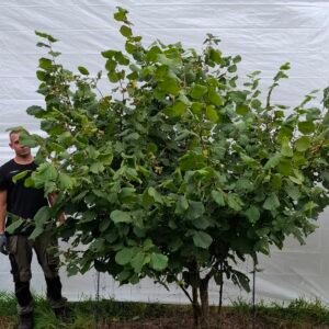 Hassel – nr. 25-51 g