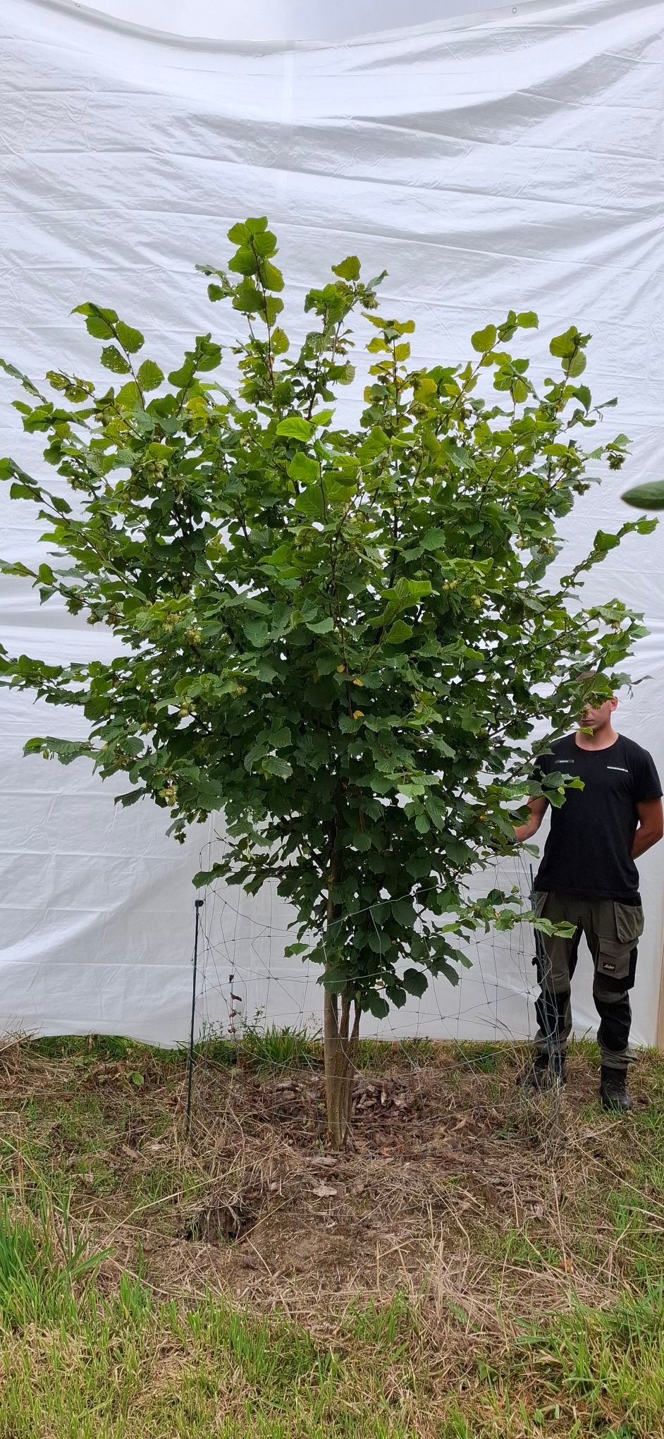 Hassel – nr. 25-52 g