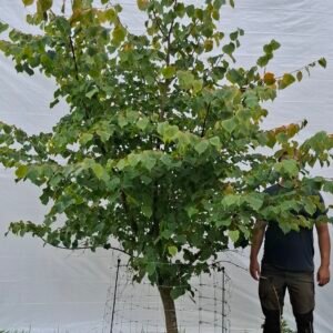 Lindetræ – nr. 25-57