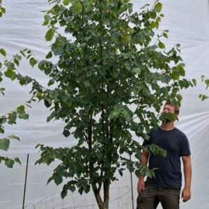 Lindetræ – nr. 25-58