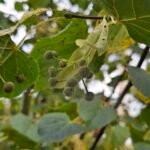 Storbladet lind med grønne blade og blomster