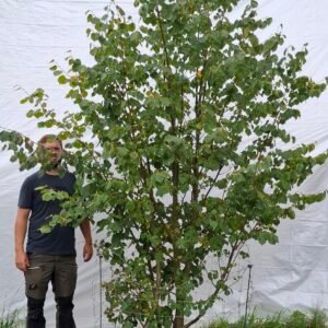 Lindetræ – Nr. 25-59