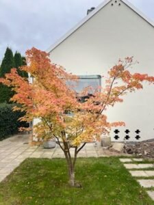 Japansk ahorn fra kategorien Prydtræer – hos Stenhøjgårds Træer