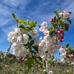 Paradisæble ‘Red Sentinel’ med røde frugter på grenene