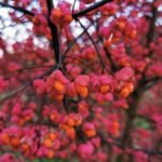 Benved med pink frøkapsler og orange frø