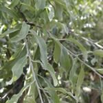 Pilebladet pære med smalle, sølvgrønne blade