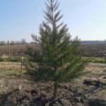 Mammuttræ med tæt krone og bløde nåle