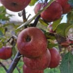 Æbletræ Elstar med røde og gule æbler