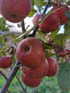 Æbletræ Elstar med røde og gule æbler