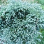 Blød ene med grønne, bløde nåle