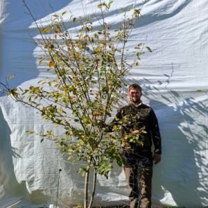 Bærmispel – nr. 25-100