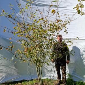 Bærmispel – nr. 25-101