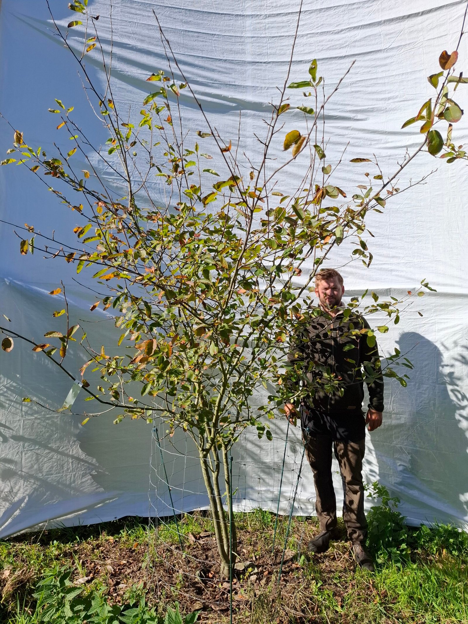 Bærmispel – nr. 25-101