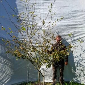 Bærmispel – nr. 25-102