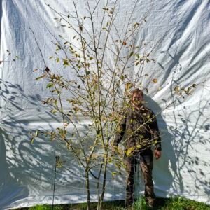 Bærmispel – nr. 25-103